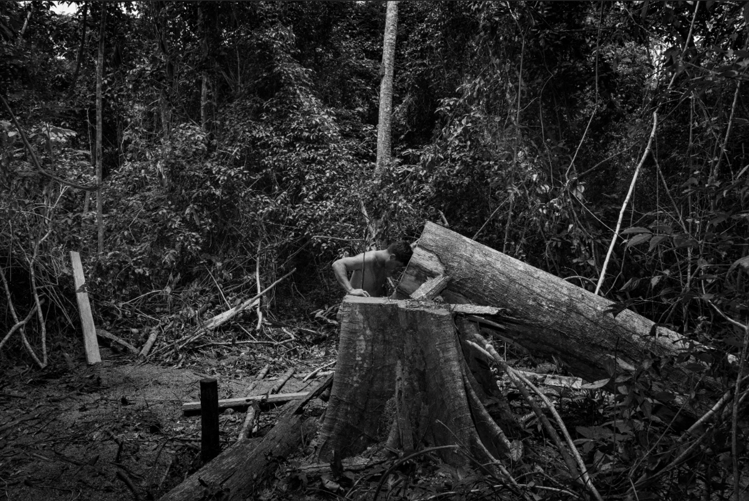 Un garde forestier Guajajara découvrant un arbre abbatu par des exploitants illégaux